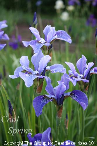 Cool Spring 
